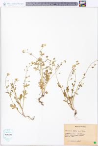 Phacelia dubia image