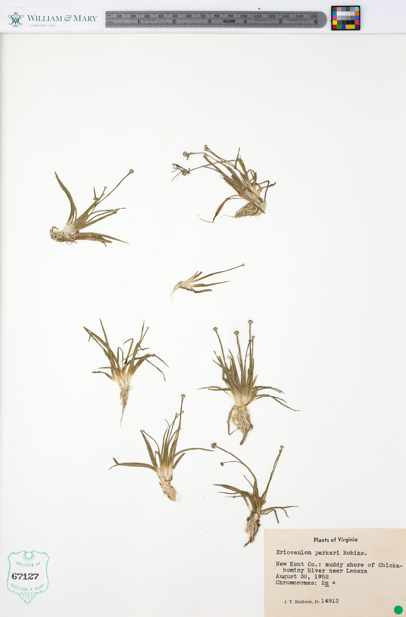 Eriocaulon parkeri image