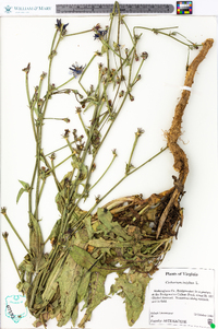 Cichorium intybus image