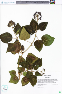 Hedera helix image