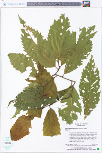 Castanea dentata image