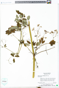 Thalictrum pubescens image