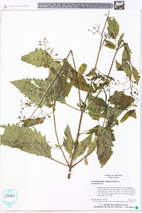 Scrophularia marilandica image