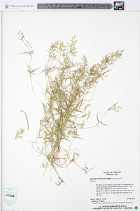 Eragrostis hypnoides image