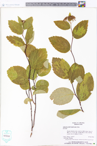 Spiraea betulifolia image