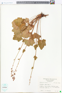 Heuchera americana image