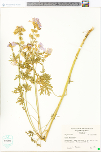 Malva moschata image