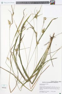 Carex lonchocarpa image