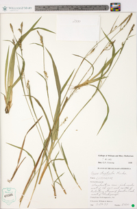 Carex striatula image