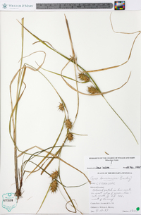 Carex louisianica image