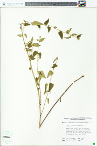 Tragia urticifolia image