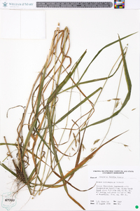 Bromus nottowayanus image