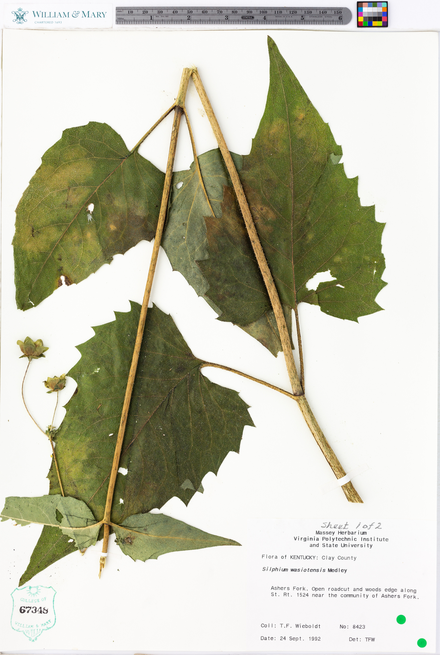 Silphium wasiotensis image