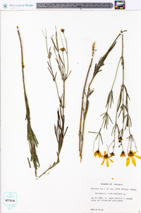 Coreopsis verticillata image