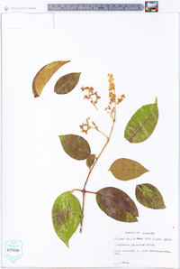 Ligustrum japonicum image