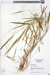 Kellochloa verrucosa image