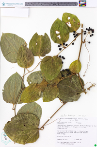 Smilax tamnoides image