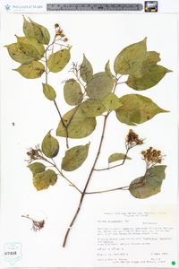 Cornus drummondii image