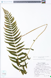 Athyrium pycnocarpon image