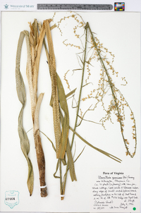 Stenanthium gramineum image