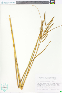 Spartina cynosuroides image