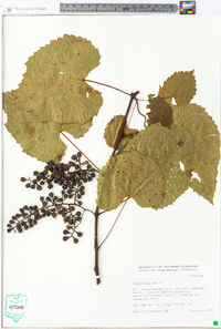 Vitis vulpina image