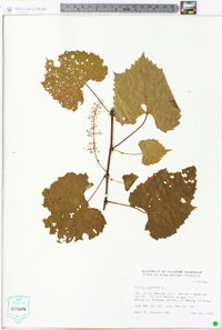 Vitis vulpina image