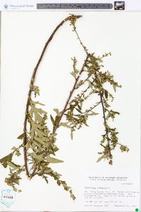 Artemisia vulgaris image