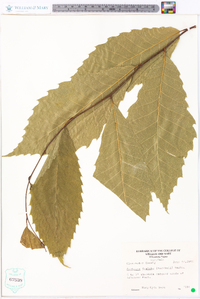 Castanea dentata image