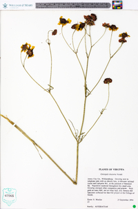 Coreopsis tinctoria image