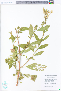 Oenothera parviflora image