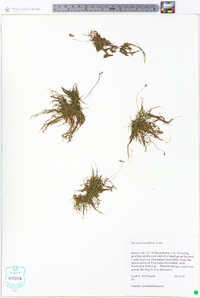 Utricularia gibba image