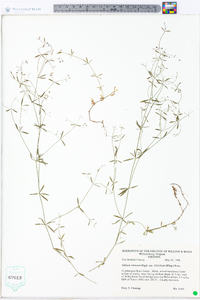 Galium obtusum var. filifolium image