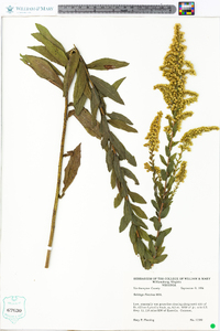 Solidago fistulosa image