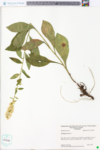 Solidago bicolor image