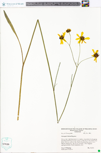 Coreopsis falcata image