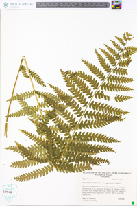 Osmundastrum cinnamomeum var. glandulosum image