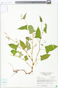 Persicaria arifolia image