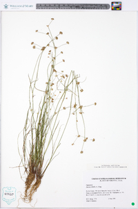 Juncus debilis image