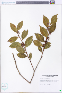 Lyonia lucida image