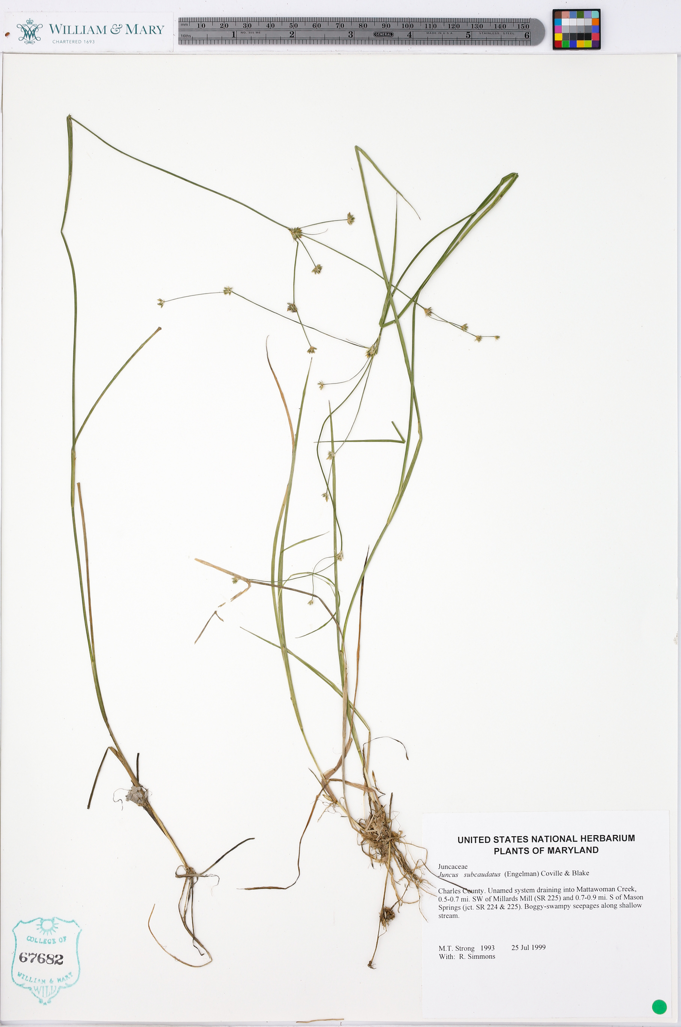 Juncus subcaudatus image