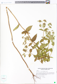 Pycnanthemum muticum image