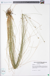 Eleocharis tortilis image