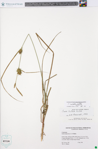 Carex bullata image