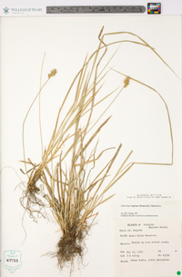 Carex laevivaginata image