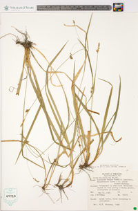 Carex styloflexa image