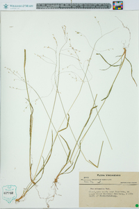 Poa autumnalis image