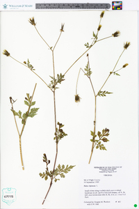 Bidens bipinnata image