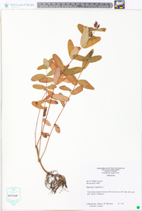 Hypericum virginicum image