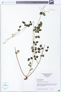 Desmodium glabellum image